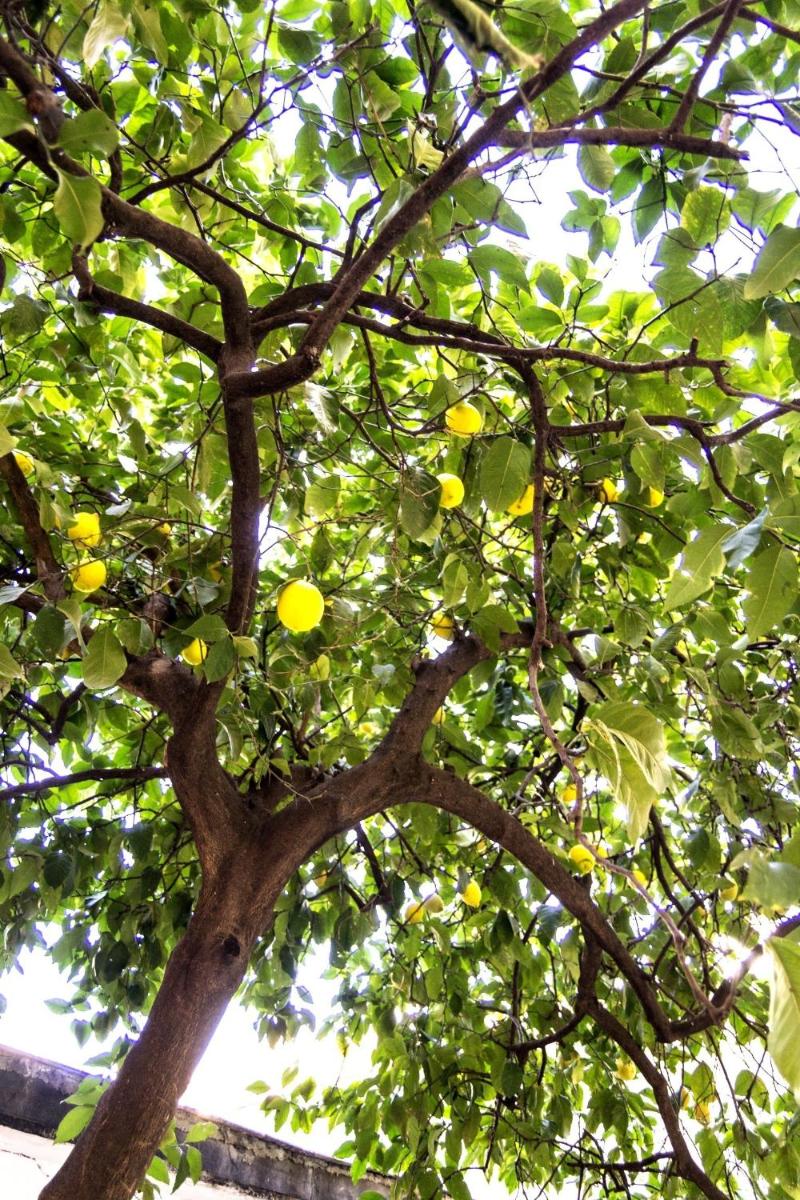 Il Limone A San Pietro