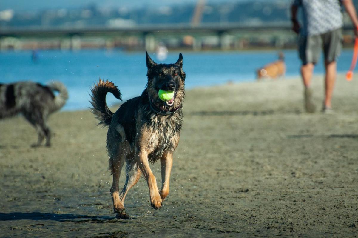 Pet Friendly Lrg 1BD Dog Beach Waves and Sunshine