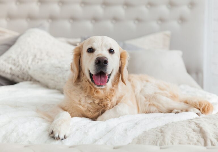 10 Tips for Finding a Dog-Friendly Hotel in 2025