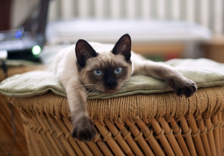 15 Cat-Friendly Hotels Chains for Holiday Travel in 2025