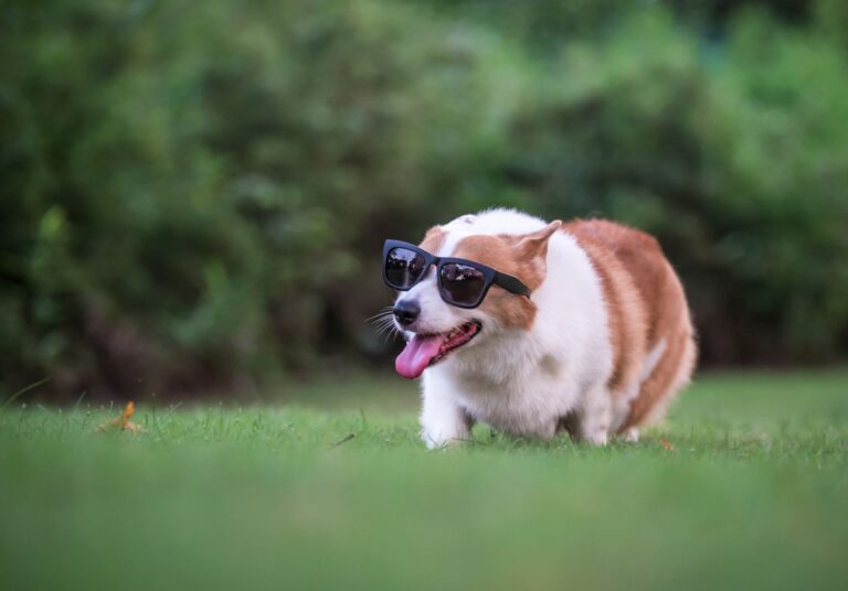 Can I Bring My Dog to Disney World?