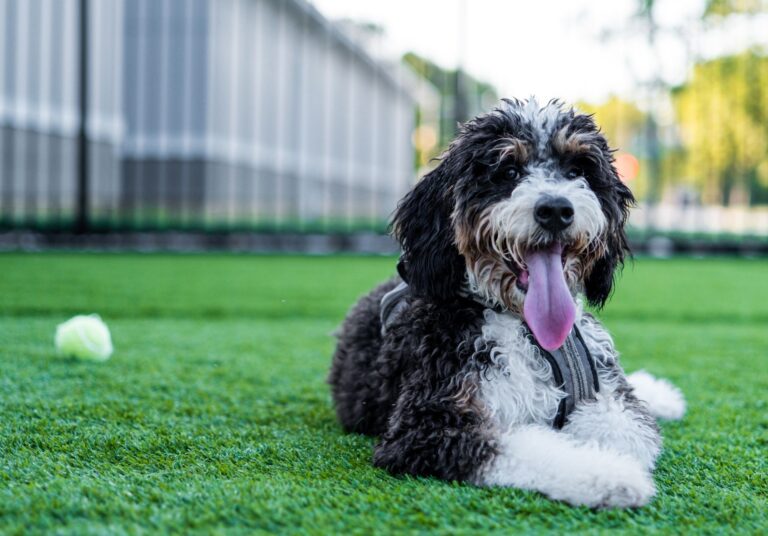 National Parks With Dog-Friendly Cabins