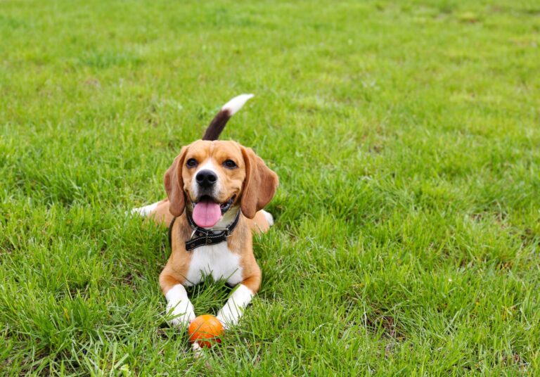 New Dog Parks and Pet-Friendly Attractions