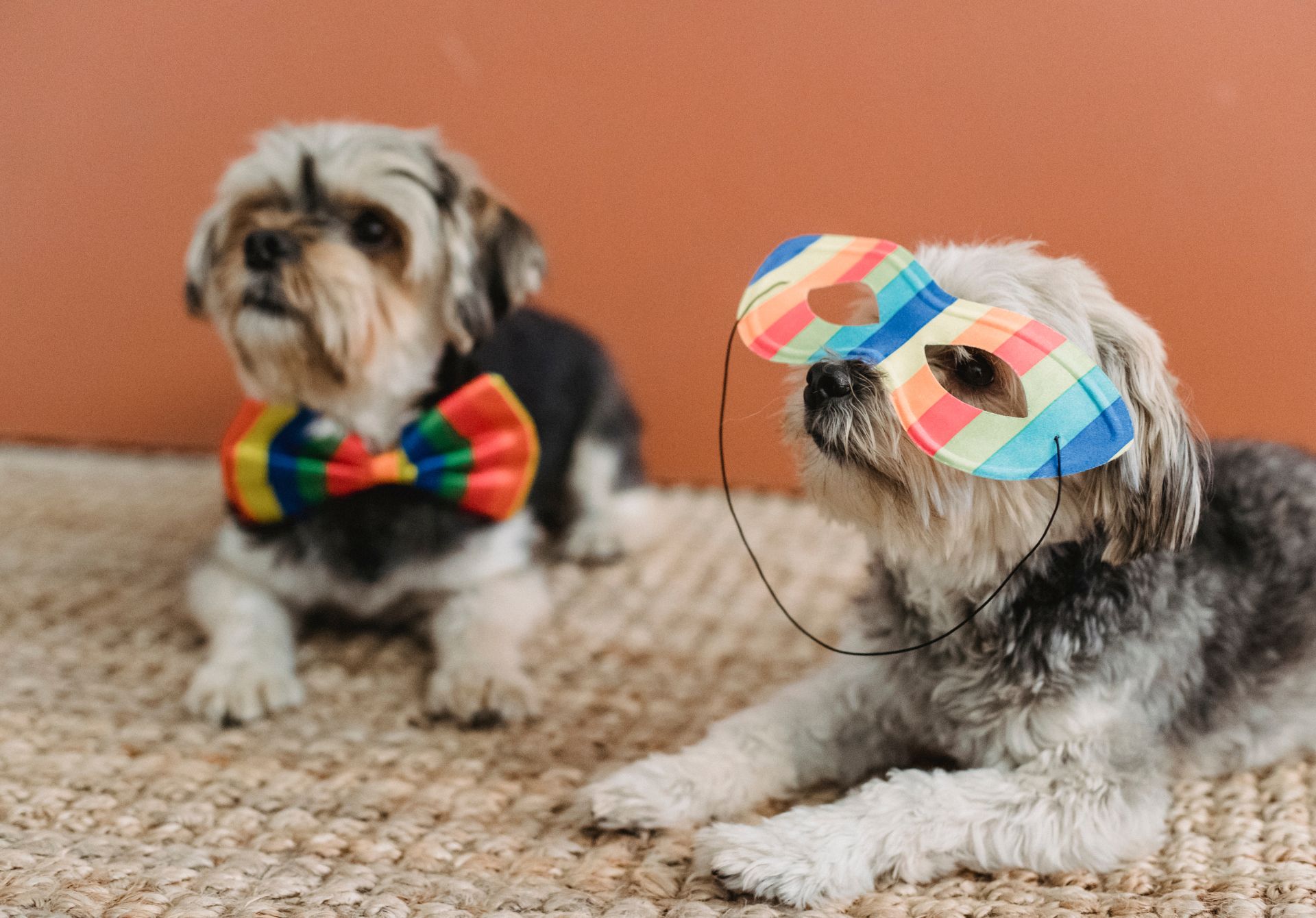 Travel With Pets During Busy Festivals and Events - Featured Image