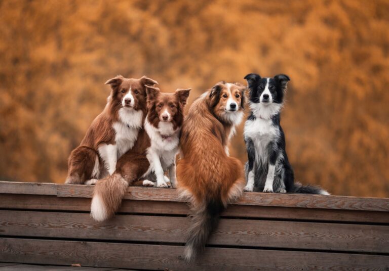 The Most Dog-Friendly U.S. Cities to Visit