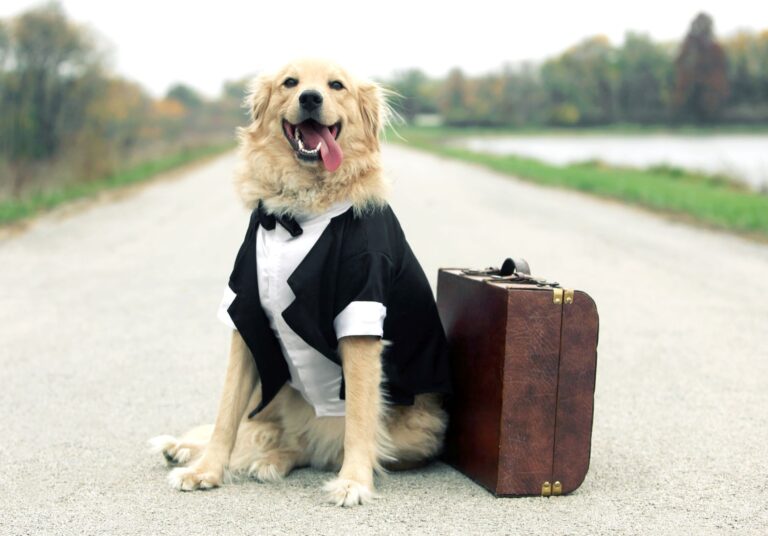 Tips for Keeping Your Pet Comfortable During Long Journeys