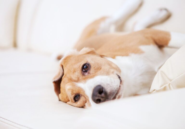 Top 10 Pet-Friendly Hotels in London