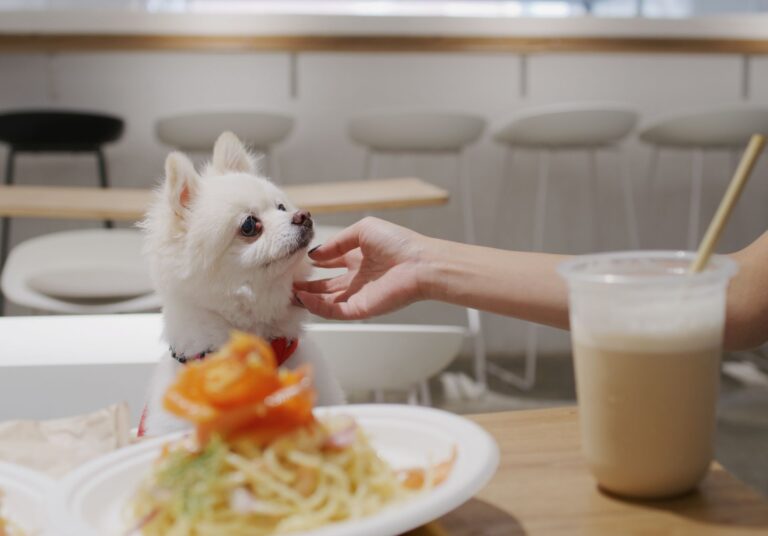 Top Cafes and Restaurants in the USA that Welcome Animals
