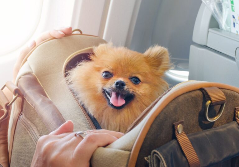 Trusted Tips for Flying With Dogs