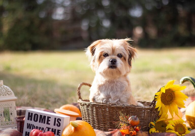 Where to Enjoy Thanksgiving Dinner With Your Dog